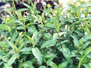 Màng nhựa sinh học kháng khuẩn từ rau răm